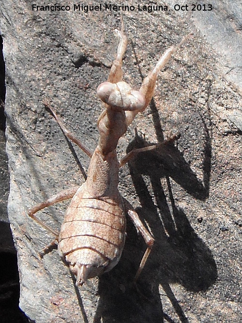 Mantis enana europea - Mantis enana europea. Pantano de El Rumblar - Baos de la Encina