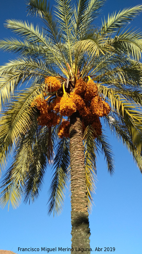 Palmera datilera - Palmera datilera. Minas de Rotinto