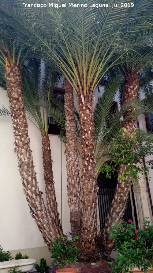 Palmera datilera - Palmera datilera. Palacio de San Esteban - Murcia