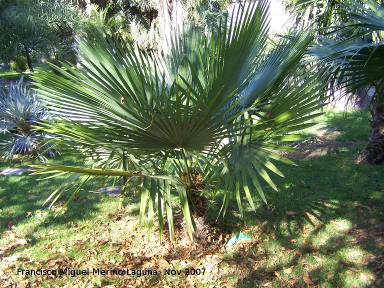 Palmera de abanico china - Palmera de abanico china. Crdoba