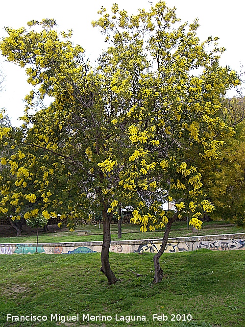 Mimosa - Mimosa. En flor. Jan