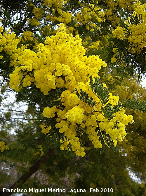 Mimosa - Mimosa. Flor. Jan