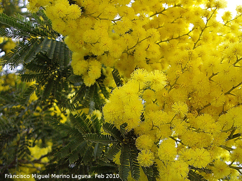 Mimosa - Mimosa. Flor. Jan