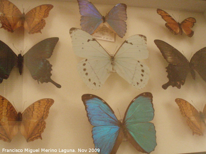 Museo de Ciencias Naturales - Museo de Ciencias Naturales. Mariposas