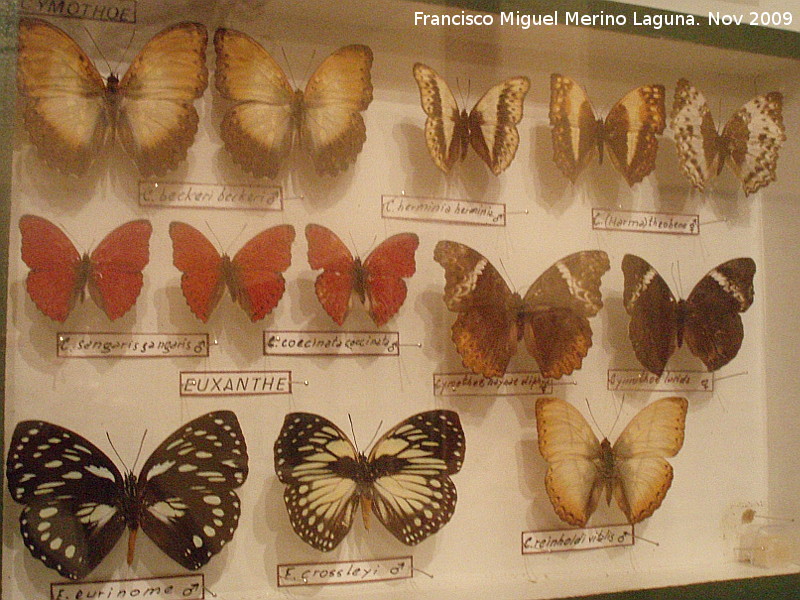 Museo de Ciencias Naturales - Museo de Ciencias Naturales. Mariposas