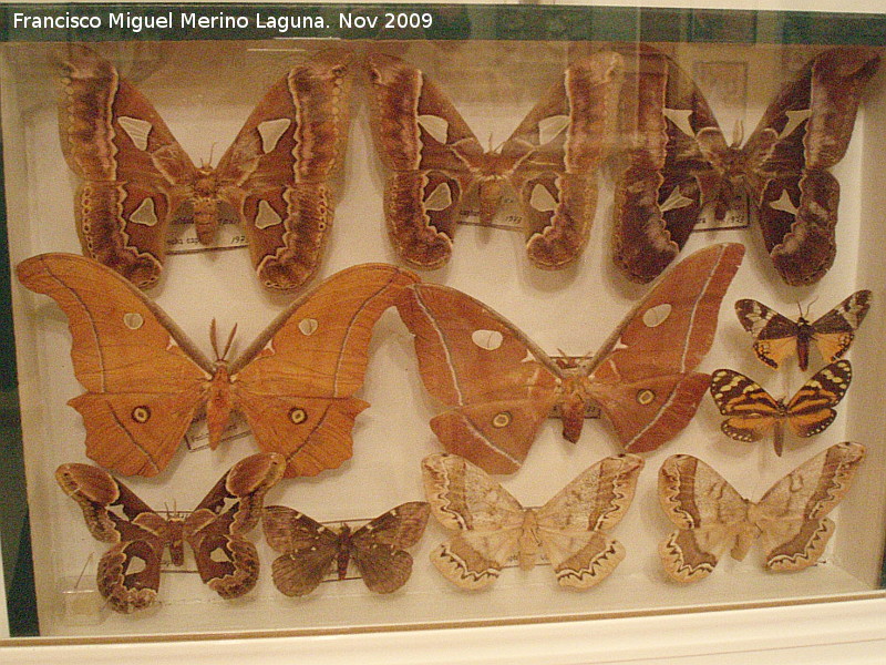 Museo de Ciencias Naturales - Museo de Ciencias Naturales. Mariposas