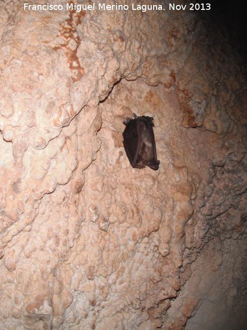 Cueva de Golliat - Cueva de Golliat. Murcilagos de la cueva