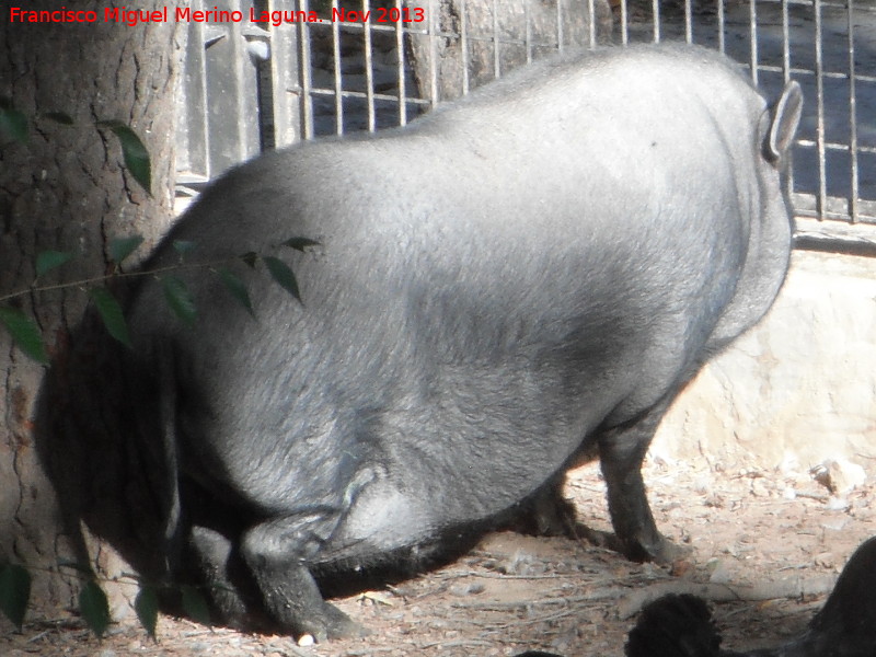 Cerdo Vietnamita - Cerdo Vietnamita. Santa Ana - Torredelcampo