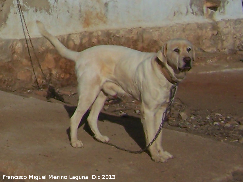 Perro - Perro. Casera de Don Bernardo - Navas de San Juan