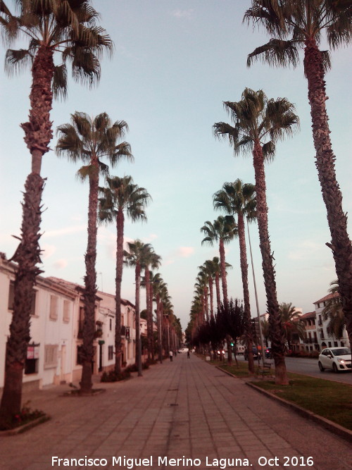 Palmera de California - Palmera de California. Calle Jorge Manrique - Baeza