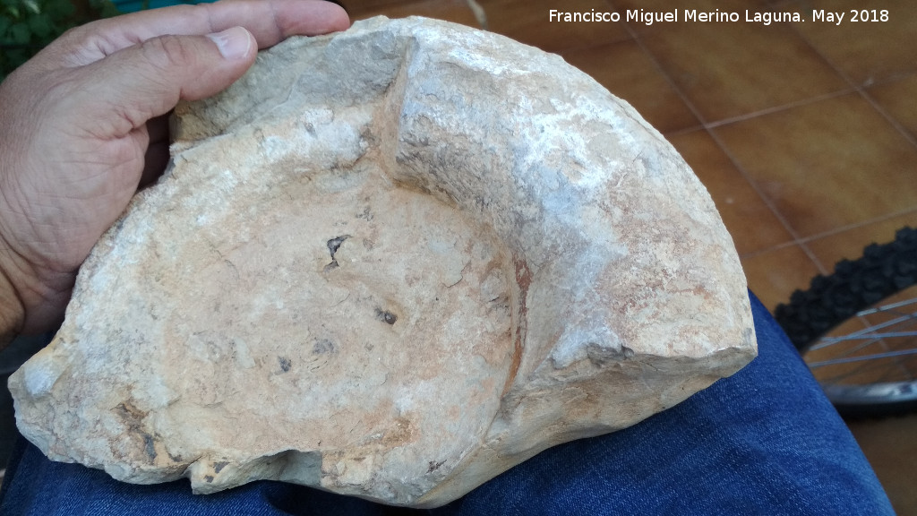 Ammonites fibriatum - Ammonites fibriatum. Navas de San Juan