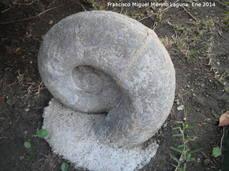 Ammonites fibriatum - Ammonites fibriatum. Palaceta La Najarra - Almuncar