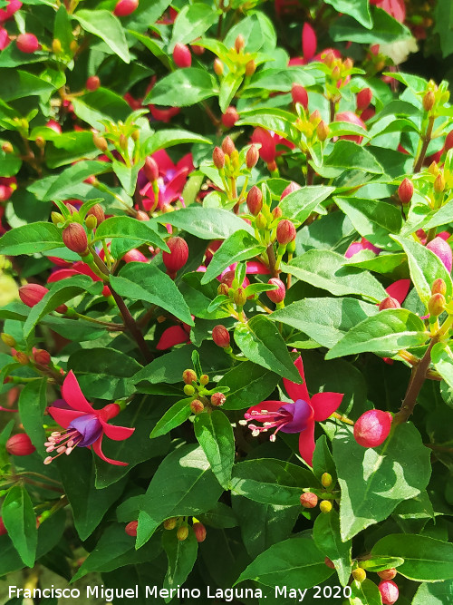 Pendientes de la reina - Pendientes de la reina. Ja�n