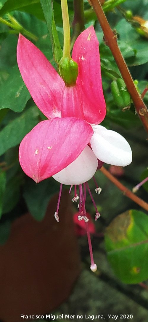 Pendientes de la reina - Pendientes de la reina. Flor. Ja�n