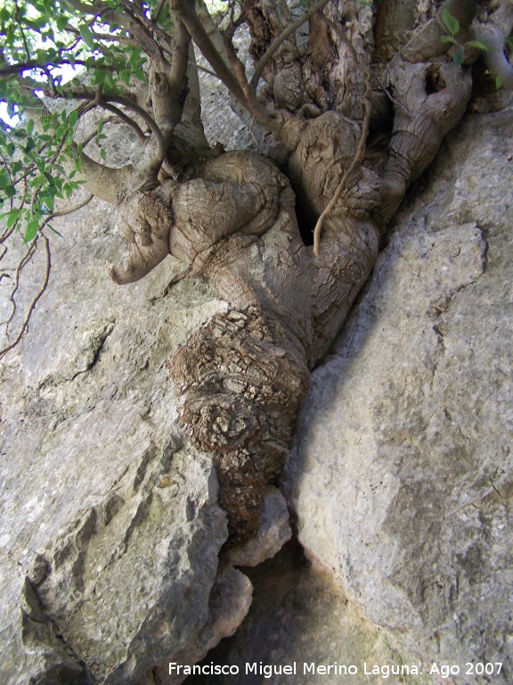 Almez - Almez. Espectacular donde ha nacido este rbol, en una grieta de una roca.
Los Villares