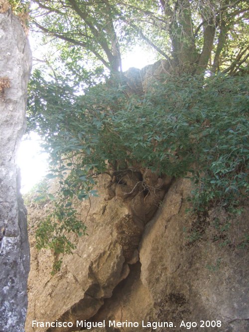 Almez - Almez. Espectacular donde ha nacido este rbol, en una grieta de una roca. Los Villares