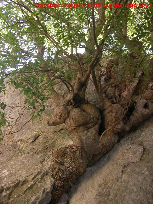 Almez - Almez. Espectacular donde ha nacido este rbol, en una grieta de una roca. Los Villares