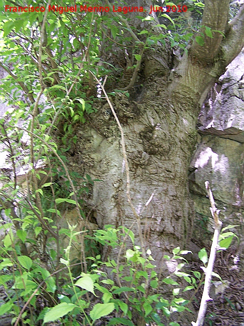 Almez - Almez. Tronco. Barranco de la Tinaja - Jan