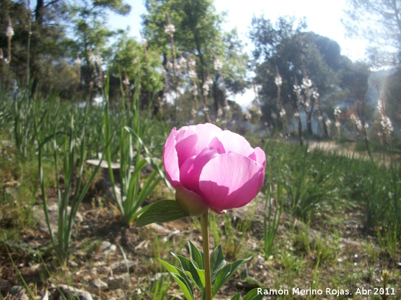 Peona - Peona. Cerro Montaes - Jan