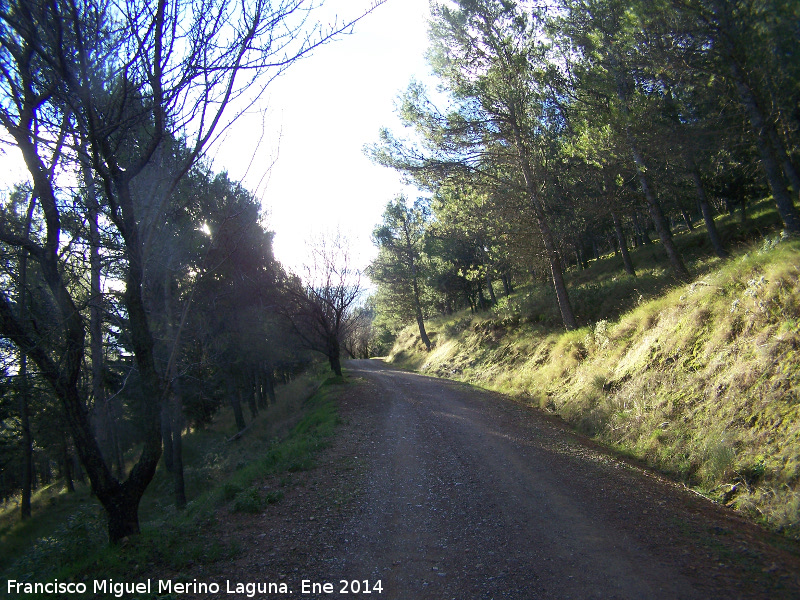 Camino del Pico Jabalcuz - Camino del Pico Jabalcuz. 