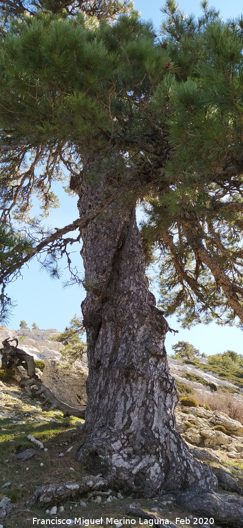 Pinar del Caba�as - Pinar del Caba�as. Pino Retorcido