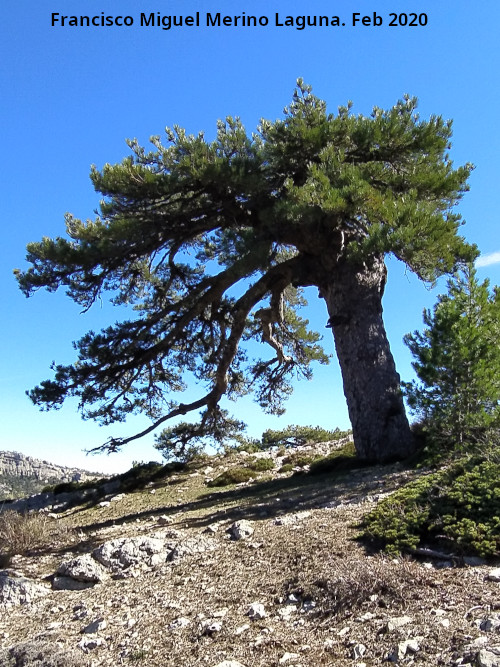 Pinar del Caba�as - Pinar del Caba�as. Pino Bandera de la Loma de Cagasebo