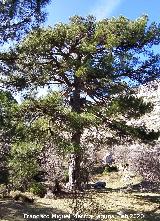 Pino laricio - Pinus nigra. Nava Alta del Barranco de la Ca�ada de las Fuentes - Quesada