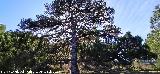 Pino laricio - Pinus nigra. Loma de Cagasebo - Quesada