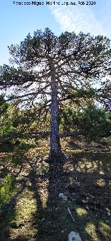 Pino laricio - Pinus nigra. Loma de Cagasebo - Quesada