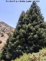 Pinsapo - Abies pinsapo. Sierra de Grazalema