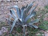 Cactus Pita - Agave americana. Jan