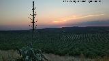 Cactus Pita - Agave americana. Torre de Alczar - Torredonjimeno