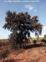 Coscoja de las Mercedes. 