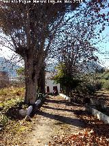 Fbrica de Luz San Cayetano. Camino arbolado