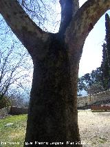 Pltano de sombra - Platanus x hispanica. Tronco. Molino de Trinidad - Albanchez de Mgina