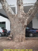 Pltano de sombra - Platanus x hispanica. Tronco del Pltano del Bosque de Valdepeas de Jan