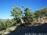 Quejigo - Quercus faginea. Moralejo - Valdepeas de Jan