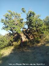 Quejigo - Quercus faginea. Moralejo - Valdepeas de Jan