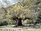 Quejigo - Quercus faginea. Quejigo del Amo. Valdepeas