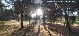 Sol. Pinares del Guadal�n - Vilches
