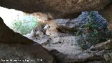 Torcal de Antequera. Cueva