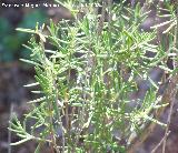 Romero - Rosmarinus officinalis. Cazorla