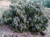 Romero - Rosmarinus officinalis. Pea Salada - Jan