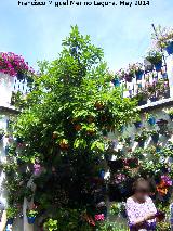 Casa de la Calle Tinte n 9. Naranjo