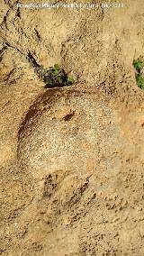 Pinturas rupestres del Abrigo de los Caones IV. Una de las cazoletas menores