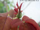 Rosal - Rosa spp.. Navas de San Juan