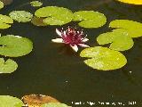 Nenfar rosado - Nymphaea tetragona. Flor. La Granja - Jan