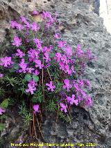 Violeta de Cazorla - Viola cazorlensis. Banderillas - Santiago Pontones