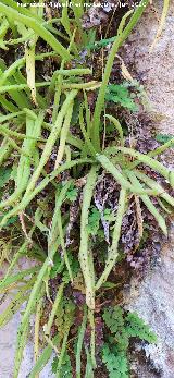 Grasilla - Pinguicula vallisneriifolia. Ca��n de las Grajas - Santiago Pontones