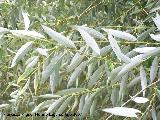 Sauce blanco - Salix alba. Valdepeas